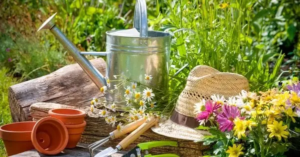 Спека – не перешкода: як пересаджувати рослини влітку, щоб вони прижилися
