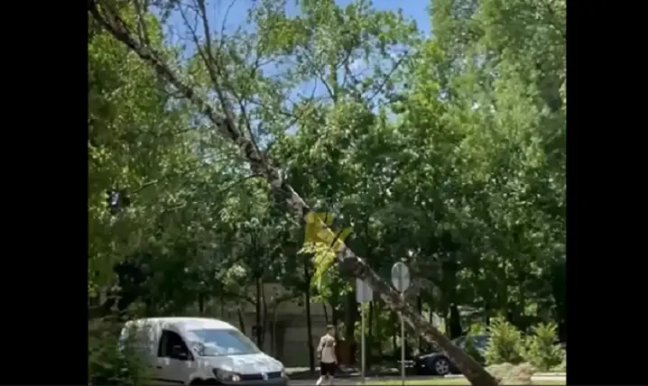 На вулиці Миколайчука на дорогу от-от може впасти велике дерево