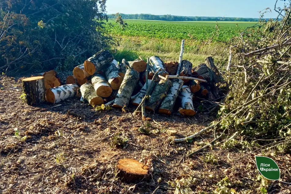 На Вінниччині фермер зрубав майже 400 дерев, щоб збільшити площу під посівами